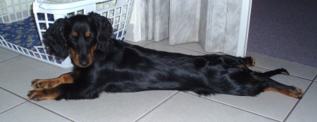 long dog