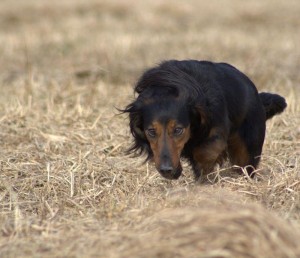 coursing 12.3.