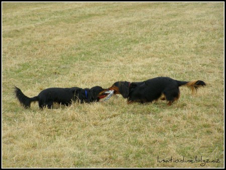 coursing 27.3.2011